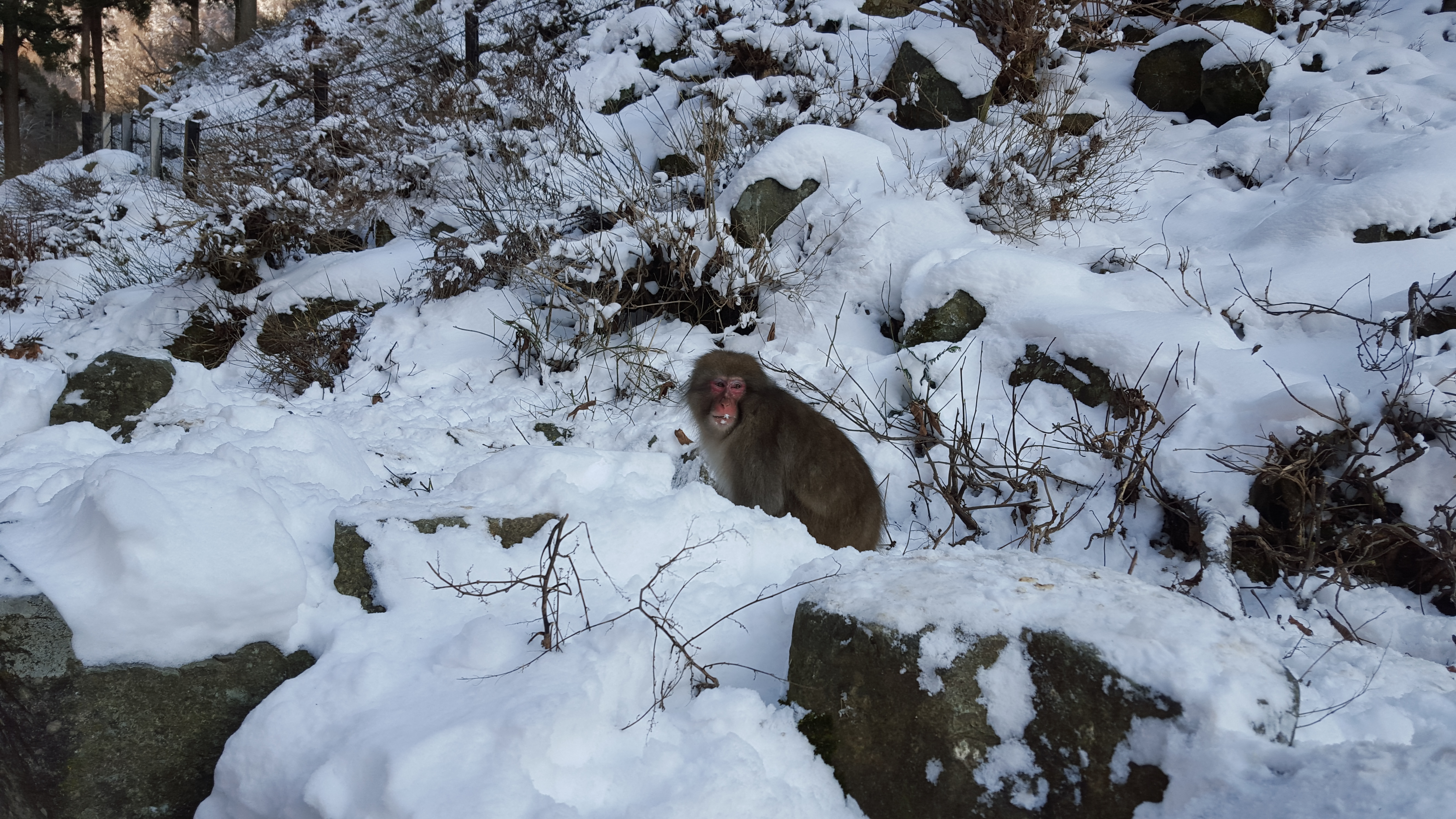 Japan Travel Image 5