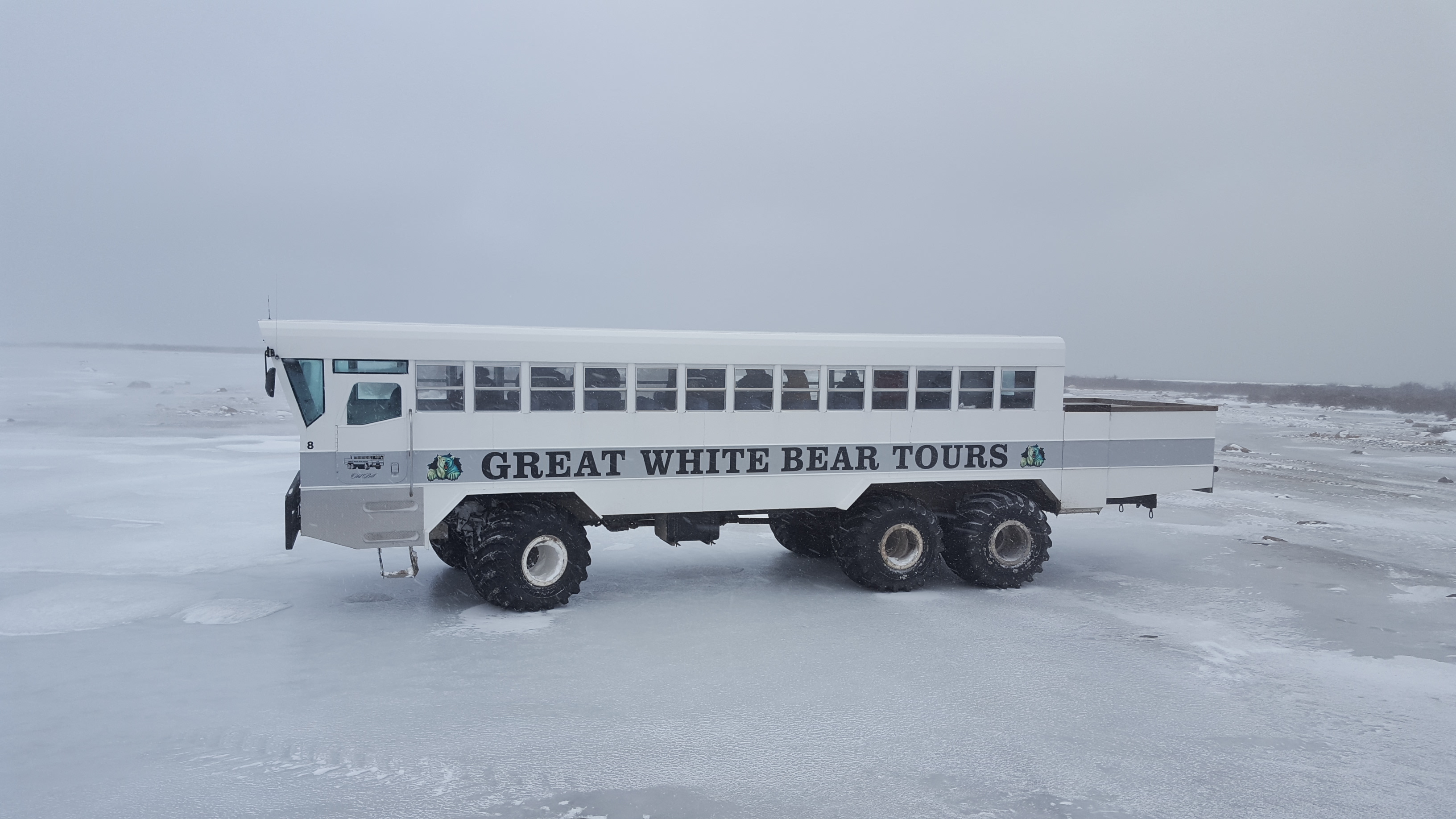 Polar Bears Trip Image 6