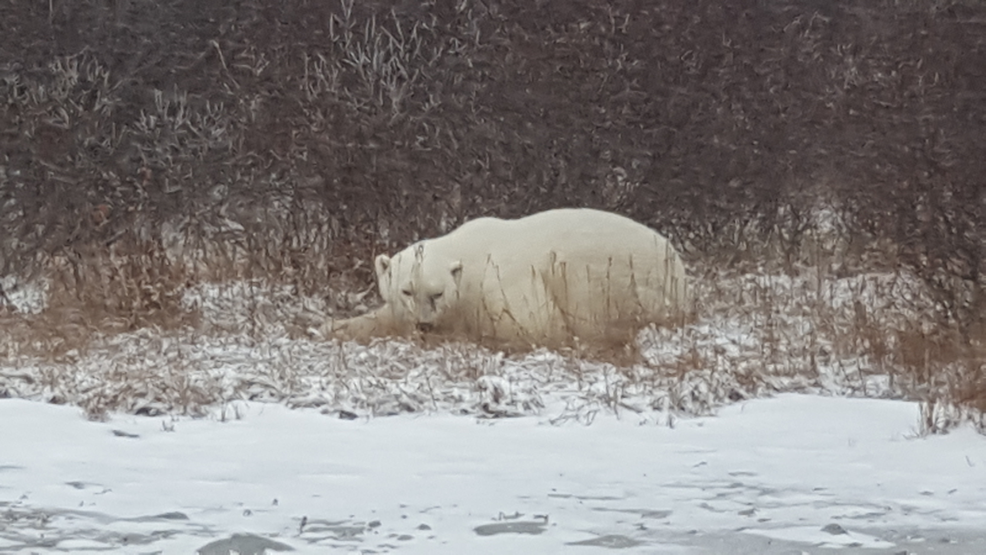 Polar Bears Trip Image 7