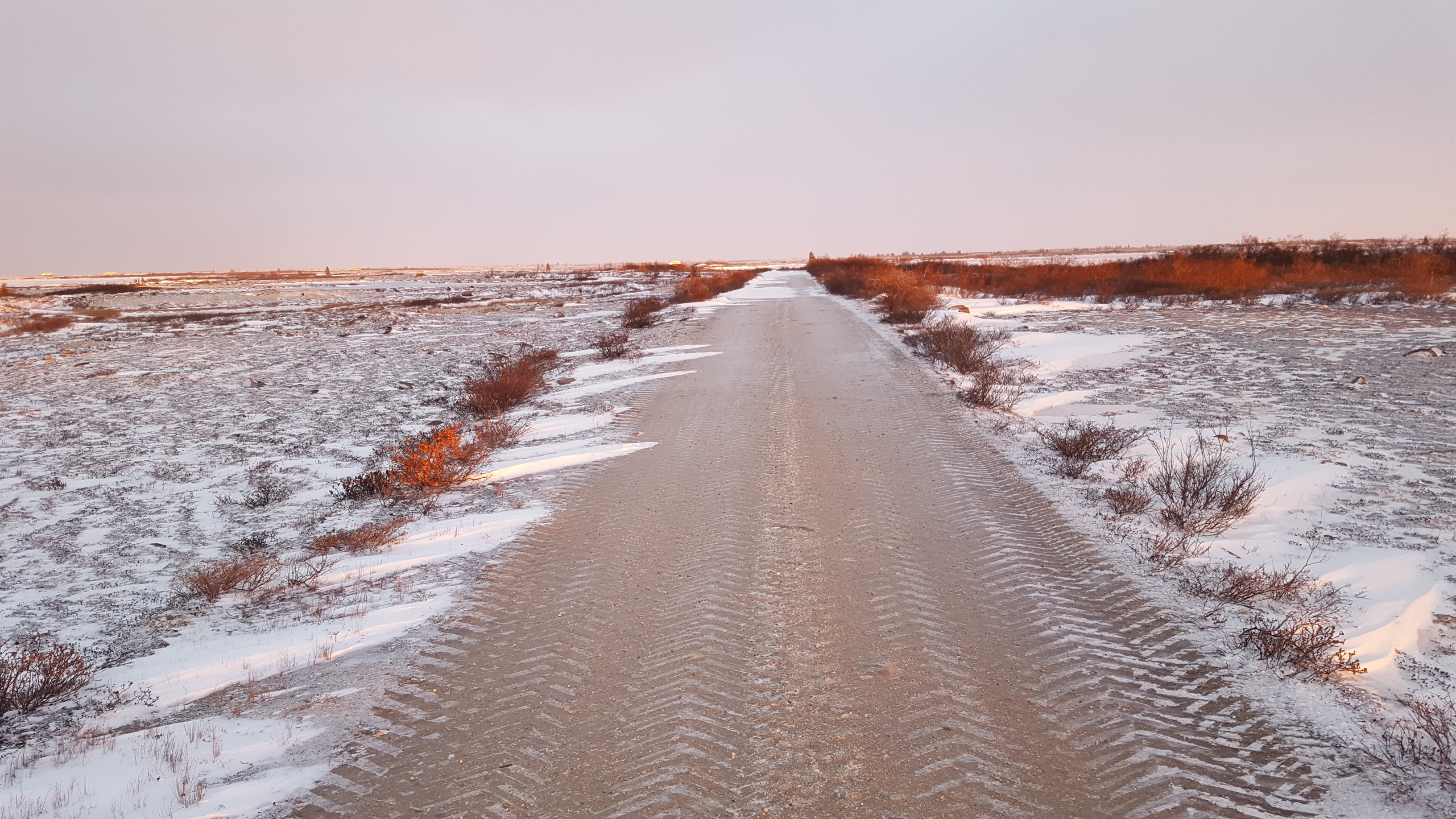 Polar Bears Trip Image 8