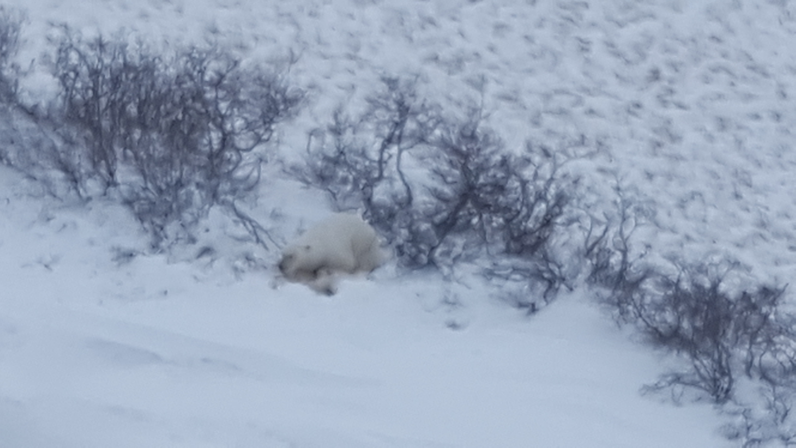 Polar Bears Trip Image 3